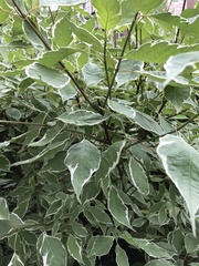 Cornus
