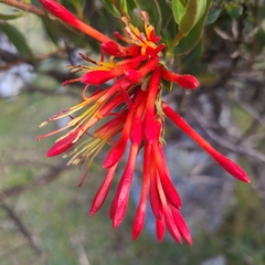 Tristerix longibracteatus