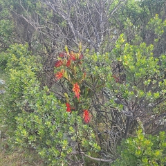Tristerix longibracteatus