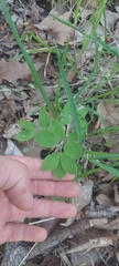 Taenidia integerrima