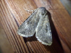 Agrotis munda