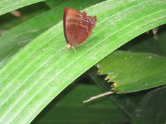 Abisara saturata kausambioides