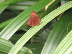 Abisara saturata kausambioides
