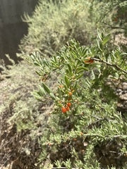 Lycium torreyi
