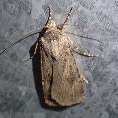 Agrotis munda