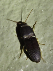 Heteroderes amplicollis
