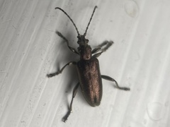 Plateumaris discolor