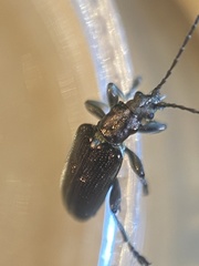 Plateumaris discolor