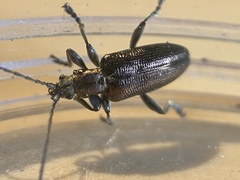 Plateumaris discolor