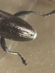 Plateumaris discolor