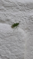 Lygocoris