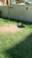 Columba livia domestica