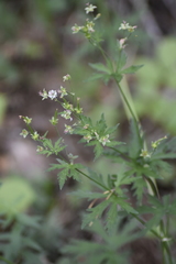 Geranium asiaticum