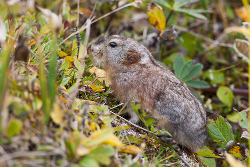 Northern Collared Lemming