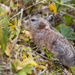 Collared Lemmings - Photo (c) Jukka Jantunen, some rights reserved (CC BY-NC), uploaded by Jukka Jantunen