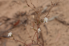 Rorippa laciniata