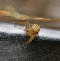 Thomisidae