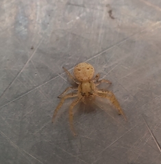 Thomisidae