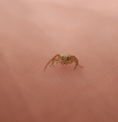 Thomisidae