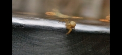 Thomisidae