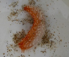 Eupentacta quinquesemita