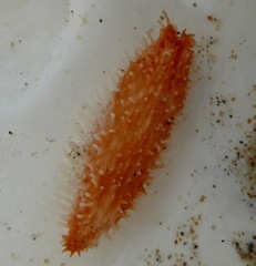 Eupentacta quinquesemita