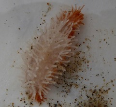 Eupentacta quinquesemita