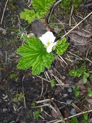 Rubus chamaemorus