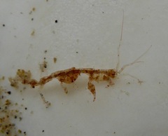 Caprelloidea