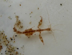 Caprelloidea