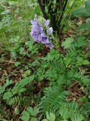Polemonium caeruleum