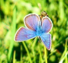Cyaniris semiargus