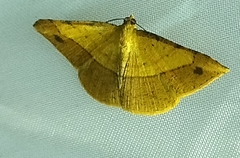 Pseudonadagara semicolor