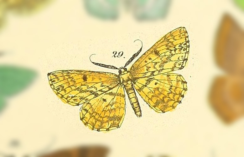 Borbacha pardalis