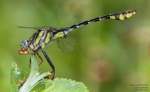 Tamaulipan Clubtail photo 4