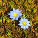 Gentiana sedifolia - Photo 由 larsonek 所上傳的 (c) larsonek，保留部份權利CC BY-NC