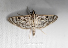 Rhimphalea