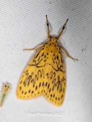 Pseudobarsine bombdilensis