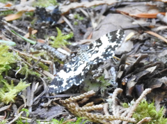 Rheumaptera hastata