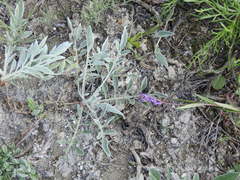 Psephellus marschallianus