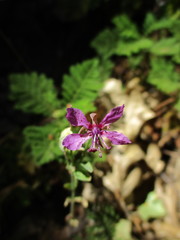 Clarkia rhomboidea