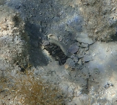 Cryptocentrus cryptocentrus