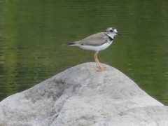 Charadrius placidus