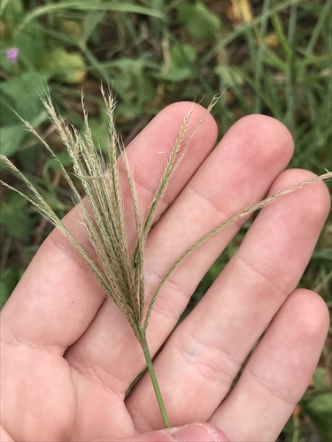 Chloris radiata observed 2022-05-29