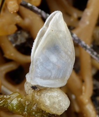 Dosima fascicularis