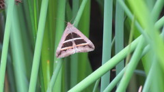 Grammodes bifasciata