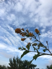 Cestrum lorentzianum