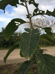 Cestrum lorentzianum