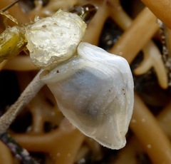 Dosima fascicularis