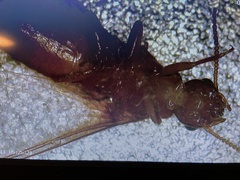 Coptotermes formosanus